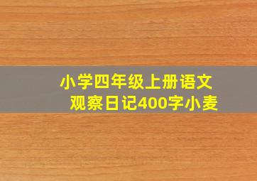 小学四年级上册语文观察日记400字小麦