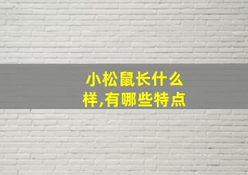 小松鼠长什么样,有哪些特点