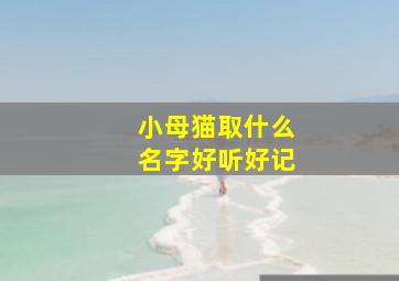 小母猫取什么名字好听好记