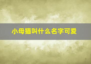 小母猫叫什么名字可爱