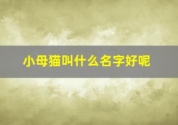 小母猫叫什么名字好呢