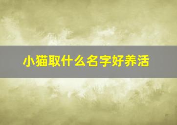 小猫取什么名字好养活