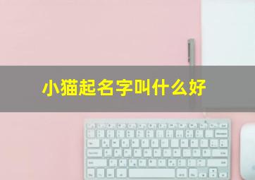 小猫起名字叫什么好