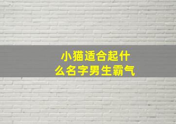 小猫适合起什么名字男生霸气