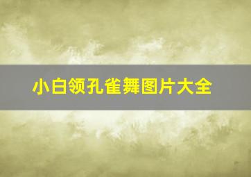 小白领孔雀舞图片大全