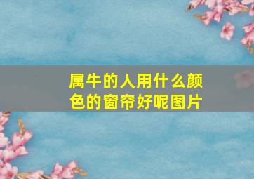 属牛的人用什么颜色的窗帘好呢图片