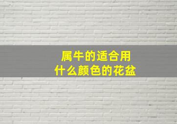 属牛的适合用什么颜色的花盆