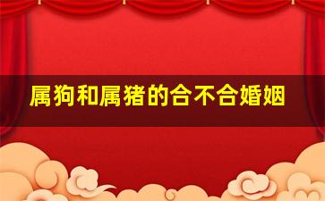 属狗和属猪的合不合婚姻