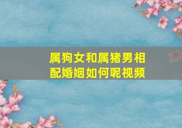 属狗女和属猪男相配婚姻如何呢视频