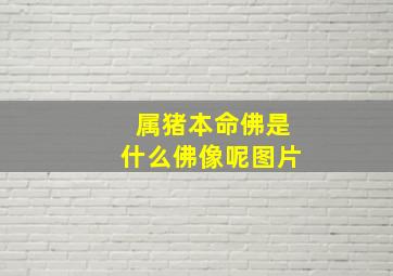 属猪本命佛是什么佛像呢图片