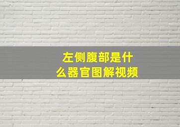 左侧腹部是什么器官图解视频