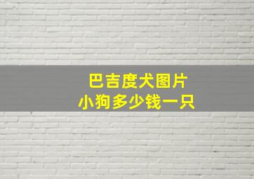 巴吉度犬图片小狗多少钱一只