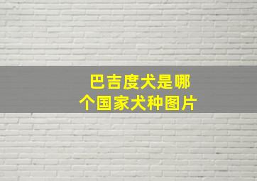 巴吉度犬是哪个国家犬种图片