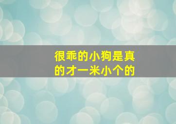 很乖的小狗是真的才一米小个的