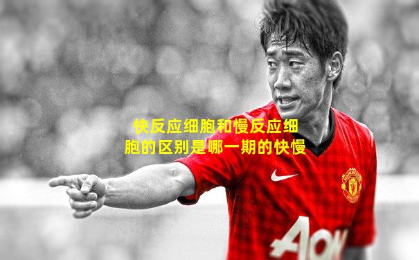 快反应细胞和慢反应细胞的区别是哪一期的快慢