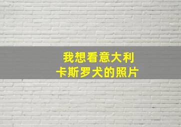 我想看意大利卡斯罗犬的照片