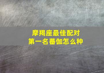 摩羯座最佳配对第一名蕃伽怎么种