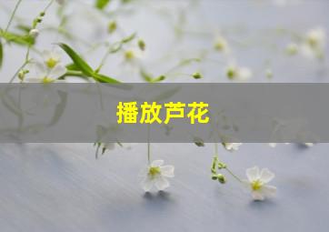 播放芦花