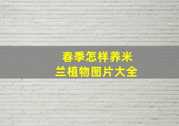 春季怎样养米兰植物图片大全