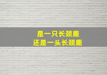 是一只长颈鹿还是一头长颈鹿