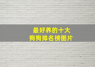 最好养的十大狗狗排名榜图片