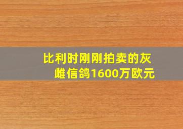 比利时刚刚拍卖的灰雌信鸽1600万欧元