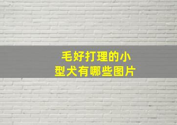 毛好打理的小型犬有哪些图片