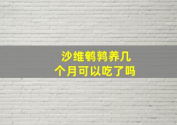 沙维鹌鹑养几个月可以吃了吗