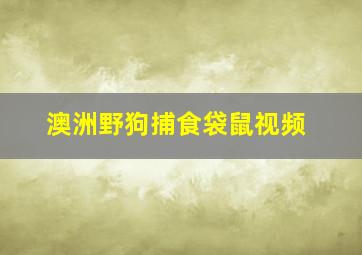 澳洲野狗捕食袋鼠视频