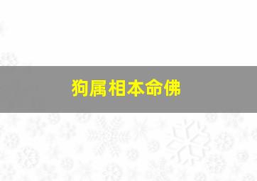 狗属相本命佛