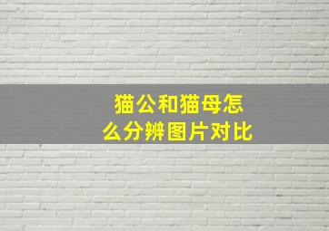 猫公和猫母怎么分辨图片对比