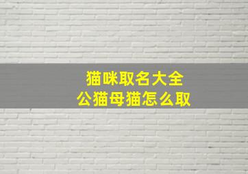 猫咪取名大全公猫母猫怎么取