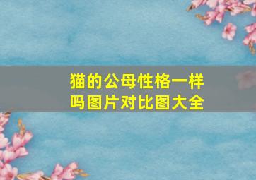 猫的公母性格一样吗图片对比图大全