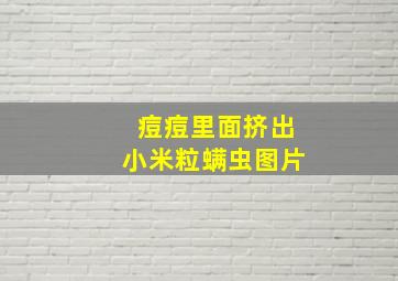 痘痘里面挤出小米粒螨虫图片