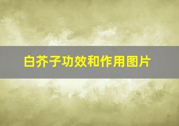 白芥子功效和作用图片