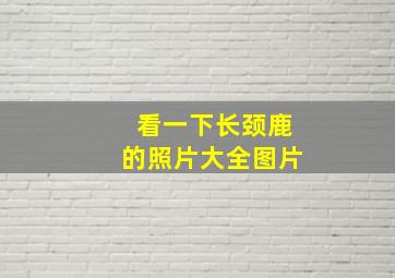 看一下长颈鹿的照片大全图片