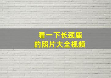 看一下长颈鹿的照片大全视频