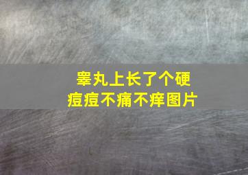 睾丸上长了个硬痘痘不痛不痒图片