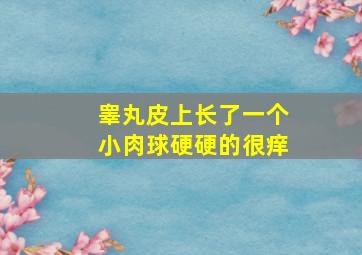 睾丸皮上长了一个小肉球硬硬的很痒