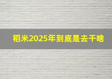 稻米2025年到底是去干啥