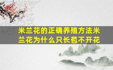 米兰花的正确养殖方法米兰花为什么只长苞不开花