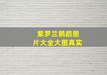 紫罗兰鹦鹉图片大全大图真实