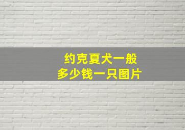 约克夏犬一般多少钱一只图片