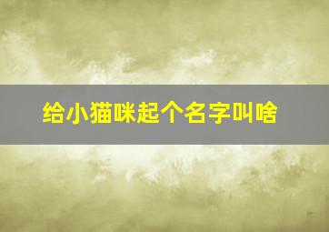 给小猫咪起个名字叫啥