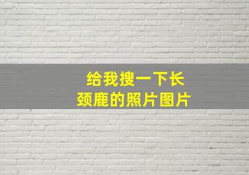 给我搜一下长颈鹿的照片图片