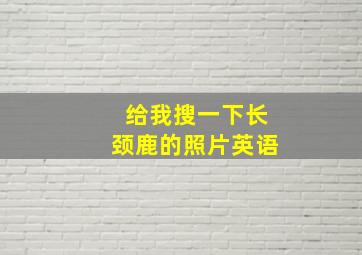 给我搜一下长颈鹿的照片英语