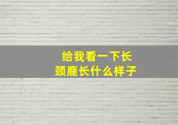 给我看一下长颈鹿长什么样子