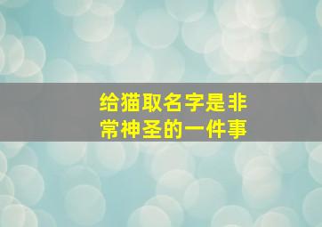 给猫取名字是非常神圣的一件事