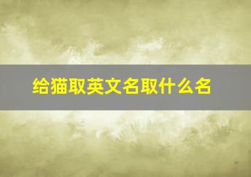 给猫取英文名取什么名