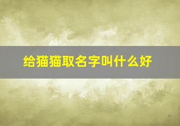 给猫猫取名字叫什么好